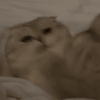 Close Up Of Cat Face GIF