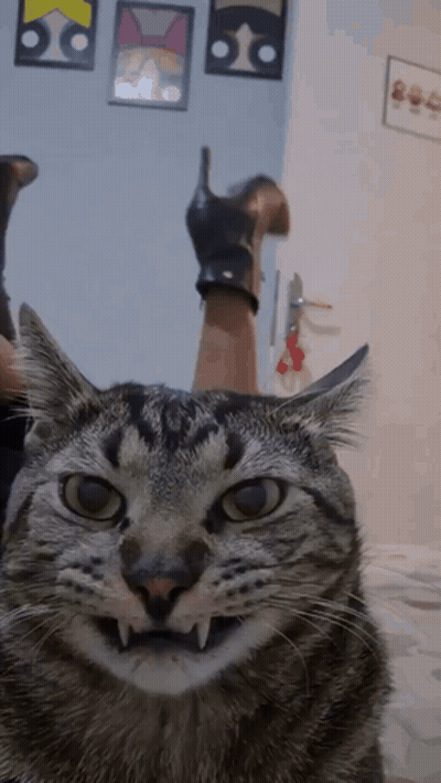 Close Up of Cat Face With Arm Behind