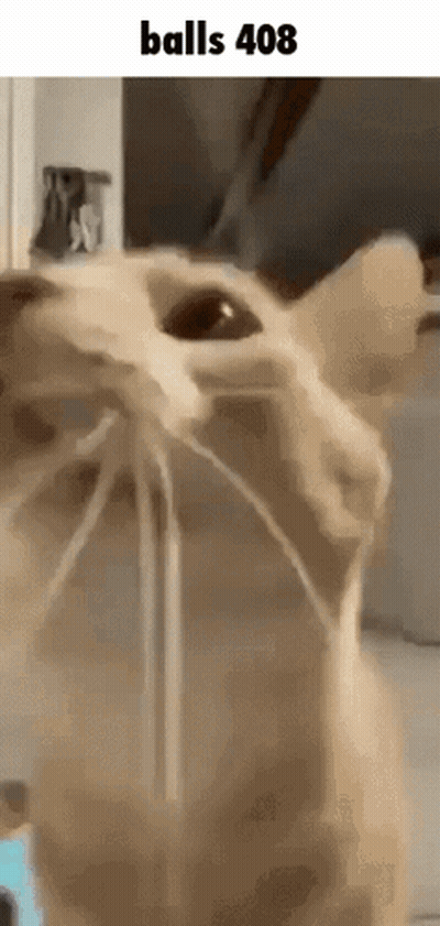 Close Up Of Cat Face With Balls 408 GIF