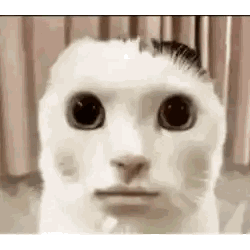 Close Up Of Cat Face With Big Eyes And Mustache Sticker