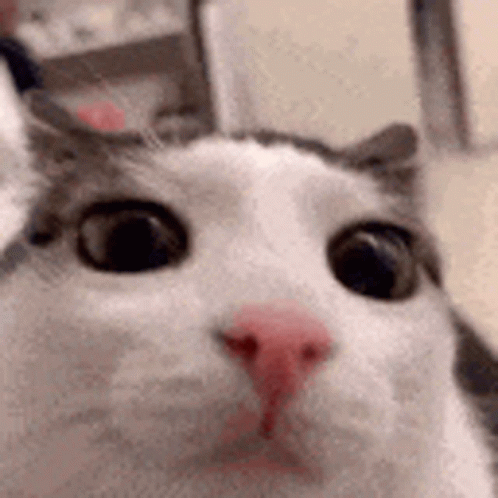 Close Up Of Cat Face With Big Eyes And Pink Nose GIF