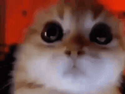 Close Up Of Cat Face With Big Eyes GIF