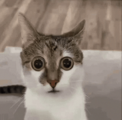 Close Up Of Cat Face With Big Eyes GIF
