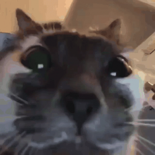 Close Up Of Cat Face With Blurred Background GIF