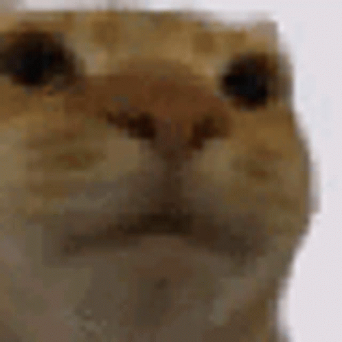 Close Up Of Cat Face With Blurred Background GIF