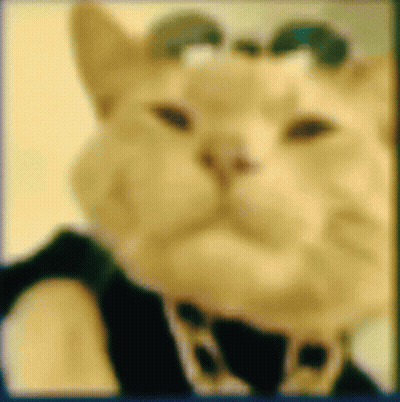 Close Up Of Cat Face With Bow Tie GIF