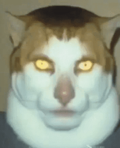 Close Up Of Cat Face With Bright Yellow Eyes GIF