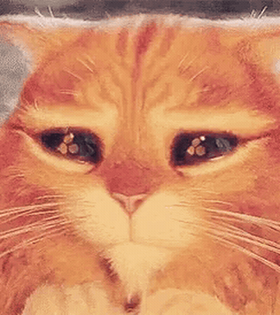 Close Up Of Cat Face With Eyes Closed GIF