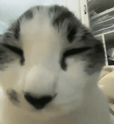 Close Up Of Cat Face With Eyes Closed GIF