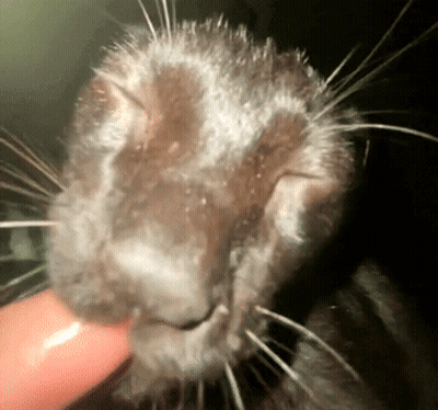 Close Up of Cat Face with Finger