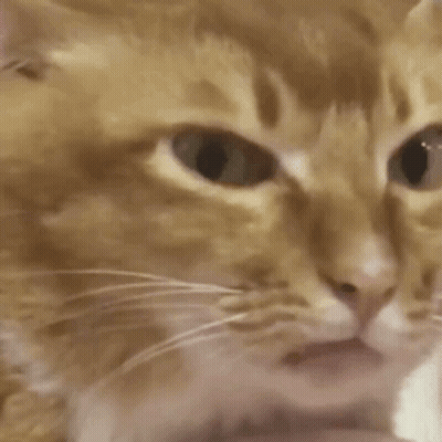 Close Up Of Cat Face With Hand GIF