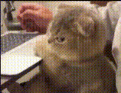 Close Up Of Cat Face With Person Behind GIF