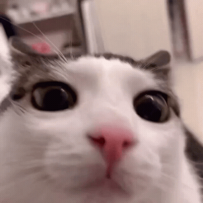 Close Up Of Cat Face With Pink Nose GIF