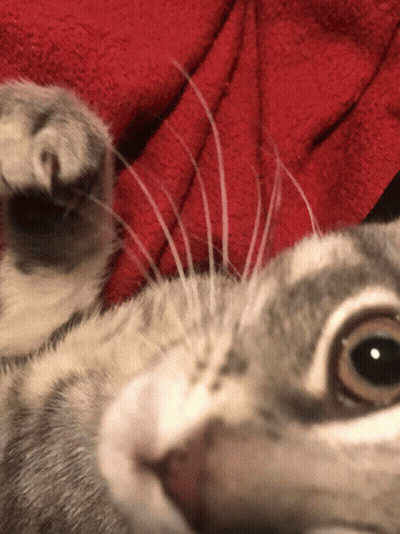 Close Up Of Cat Face With Red Blanket GIF