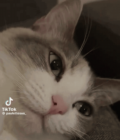 Close Up Of Cat Face With TikTok Watermark GIF