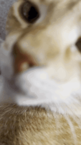 Close Up Of Cat Face With Tongue Out GIF