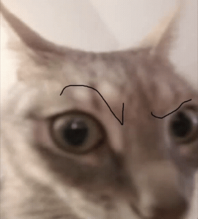 Close Up Of Cat Face With V Drawing GIF