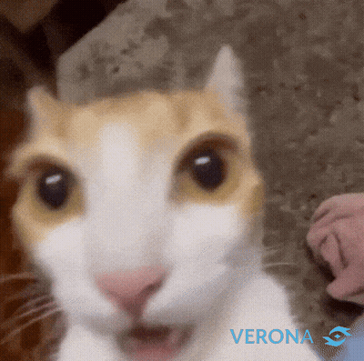 Close Up Of Cat Face With Verona GIF