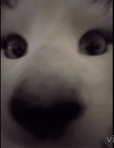 Close Up Of Cat Face With Vi GIF