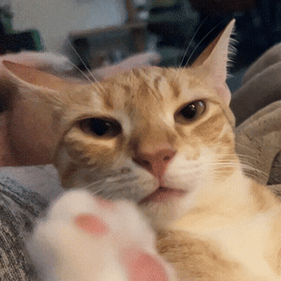 Close Up Of Cat Face With White Paw GIF