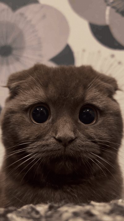 Close Up Of Cat Face GIF