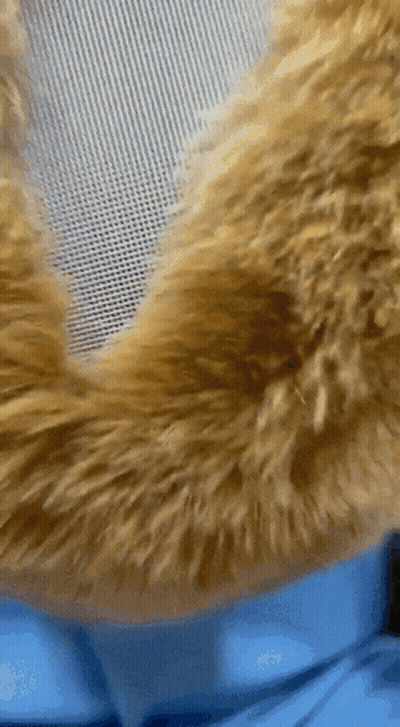 Close Up Of Cat Fur On Blue Cloth GIF