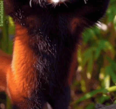 Close Up Of Cat Fur Saying Franwhiteside GIF