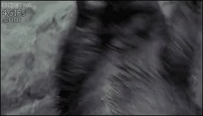Close Up Of Cat Fur With BBC Two 4Gifs.com GIF
