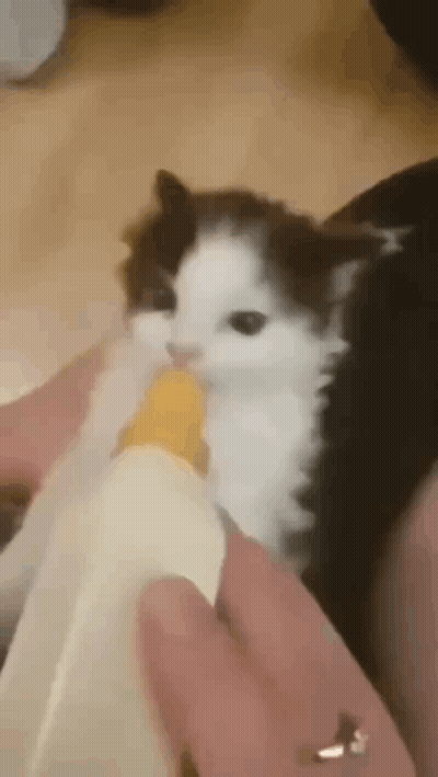 Close Up Of Cat Held In Hands GIF