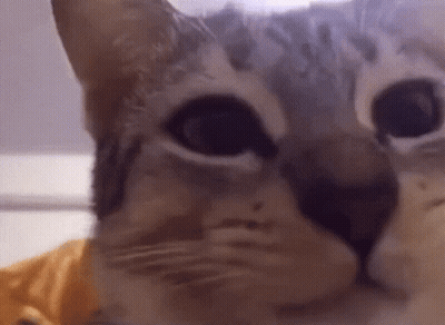 Close Up Of Cat In Yellow Shirt GIF