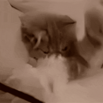Close Up Of Cat Laying On Blanket GIF