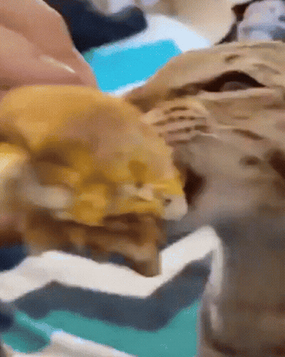 Close Up Of Cat Laying On Couch GIF