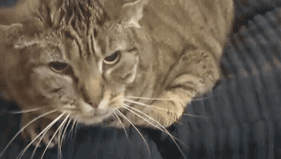 Close Up Of Cat Laying On Couch GIF