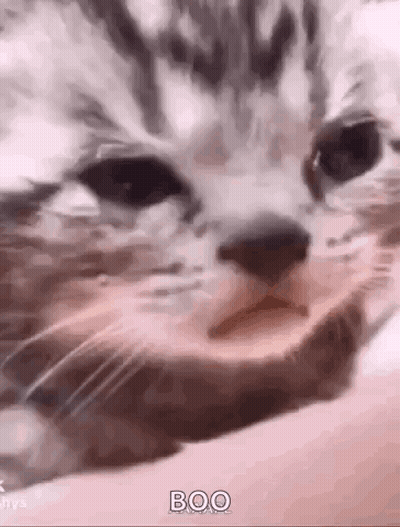 Close Up Of Cat Laying On Lap GIF