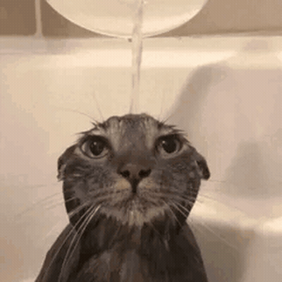 Close Up Of Cat Laying On Lap GIF