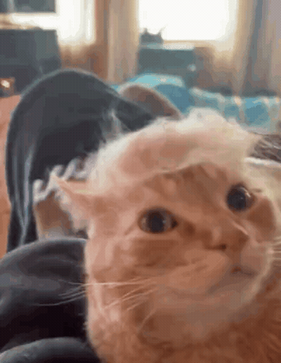 Close Up Of Cat Laying On Lap GIF