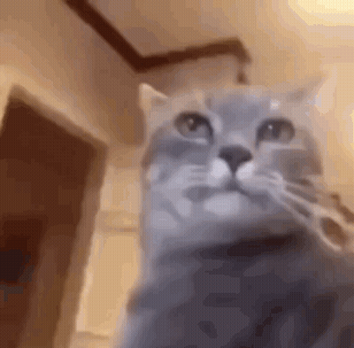 Close Up Of Cat Looking At Camera GIF