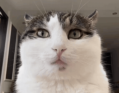 Close Up Of Cat Looking At Camera GIF