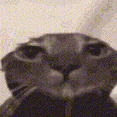 Close Up Of Cat Looking At Camera GIF