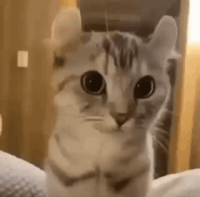 Close Up Of Cat Looking At Camera GIF