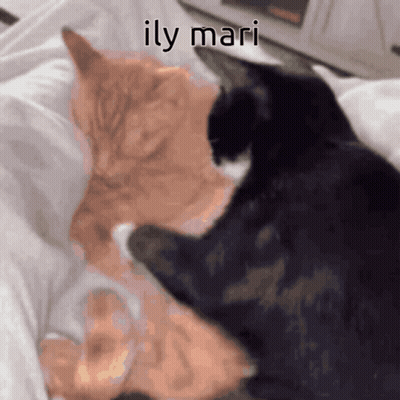 Close Up Of Cat Looking At Camera On Blue Background GIF