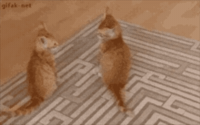 Close Up Of Cat Looking At Camera GIF