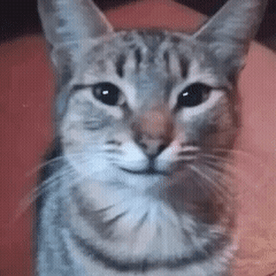 Close Up Of Cat Looking At Camera GIF