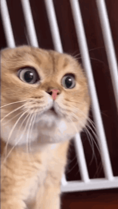 Close Up Of Cat Looking Up GIF