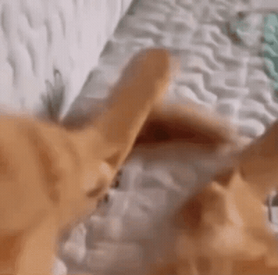 Close Up Of Cat Lying On Bed GIF