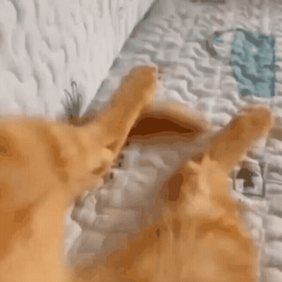 Close Up Of Cat Lying On Bed GIF