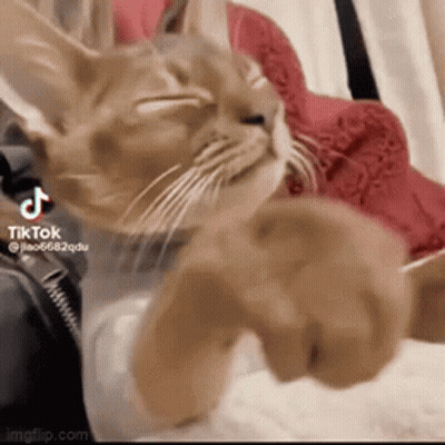 Close Up Of Cat Lying On Bed GIF