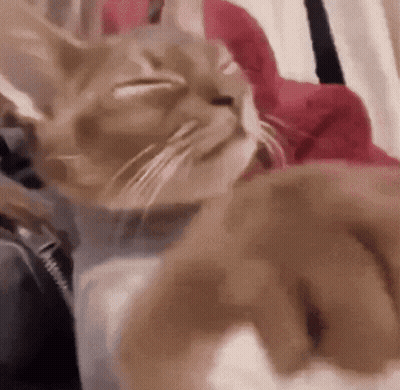Close Up Of Cat Lying On Bed GIF
