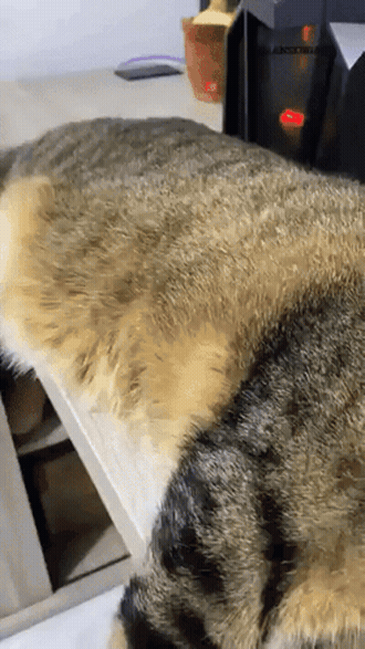 Close Up Of Cat Lying On Bed GIF