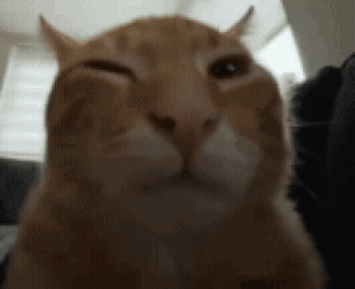 Close Up Of Cat Making Funny Face GIF